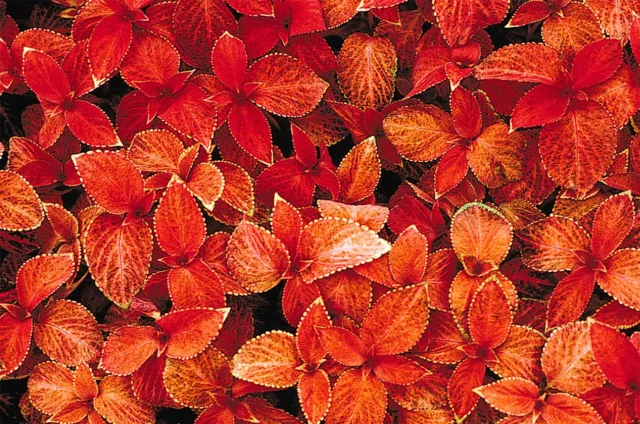 Flower - Coleus - Wizard Sunset - 30 Seeds