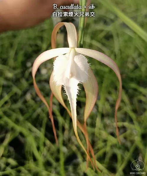 Orchid Orchidee Brassavola cucullata × sib, FRAGRANT (20 L)