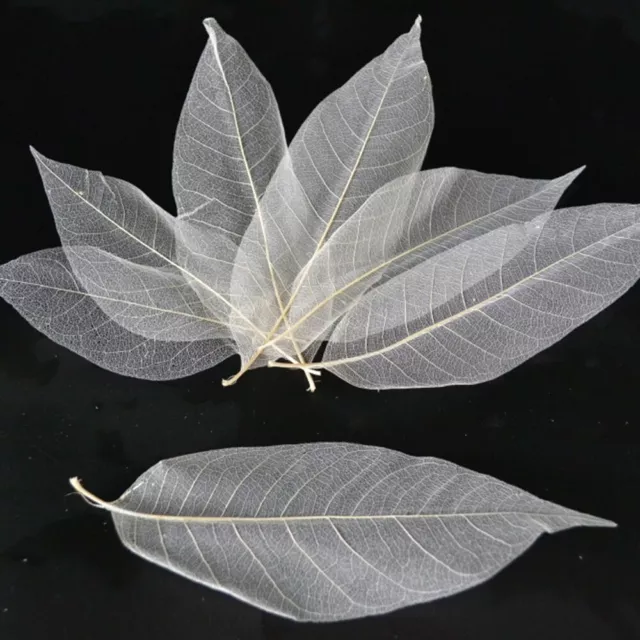 Packages Party Supplies Natural Leaves Scrapbooking Magnolia  Leaf Cards Decor