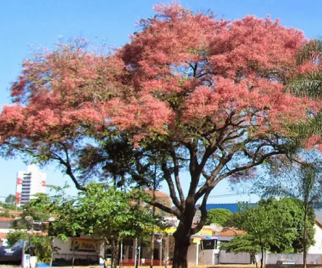 200 graines d'albizia