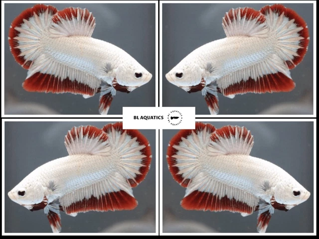 Live Betta Fish High Quality (MALE) Red Dragon - USA Seller