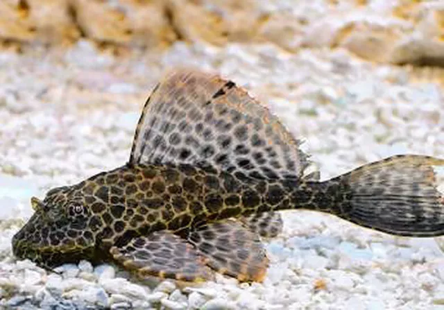 Leopard Sailfin Pleco Algae Eater Live Freshwater  (Pterygoplichthys gibbiceps)