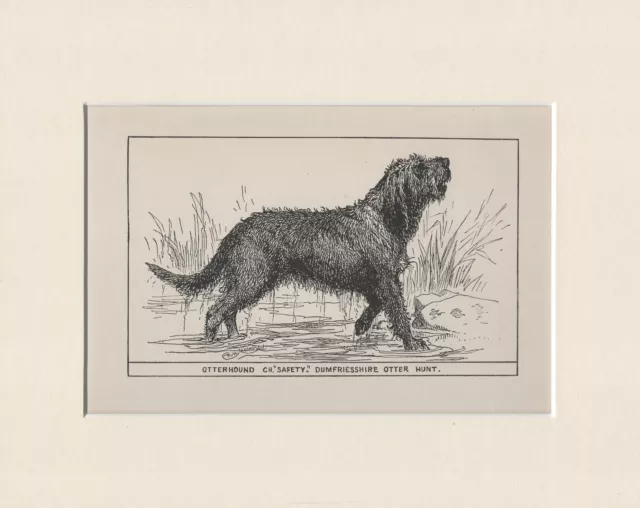 Otterhound Named Champion Dog  Old Antique 1900 Print Ready Mounted
