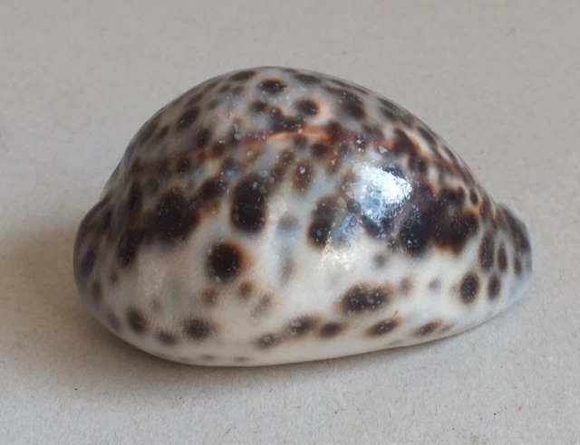 Coquillage Cypraea Tigris ? - L --> 7.6 Cm
