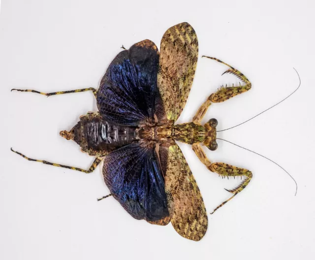 Mantidae - Theopompa sp (f)   -Rare -  Cameron Highlands, Malaysia (TS57-B)