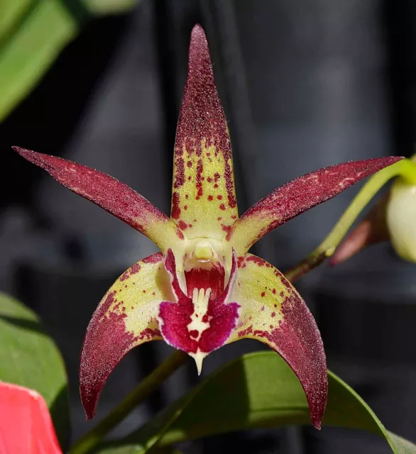 Orchid -Dendrobium Ulmarra 'Mickey B' x Starsheen 'Botanic Fireworks'