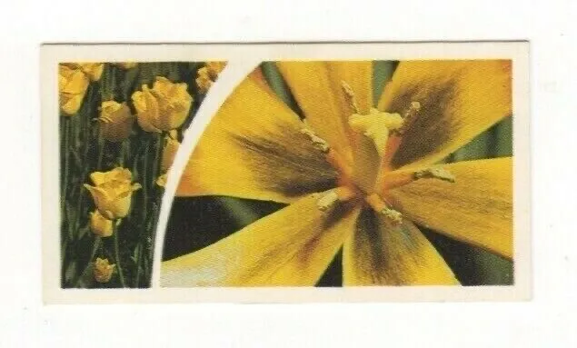 Brooke Bond Microscopic Images 1981 Flower