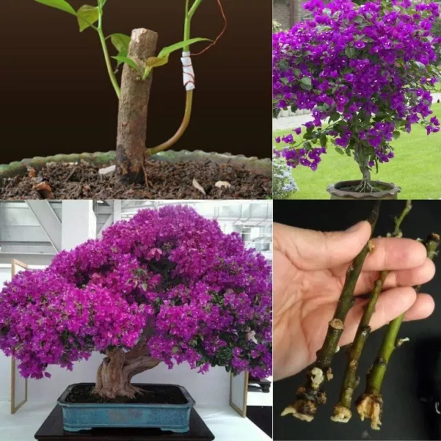 Bougainvillea Vine Variegated Bonsai Starter Live Plant 3 Cutting Fast Growing