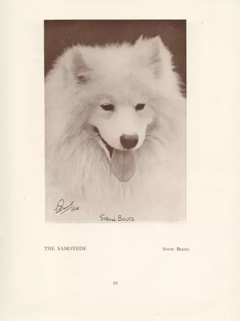 Samoyede Samoyed Old Vintage 1934 Named Dog Print Page