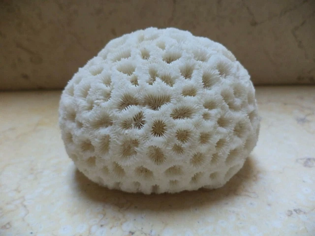 coral brain natural white fossil reef round 82 mm 260 gram specimen salt water