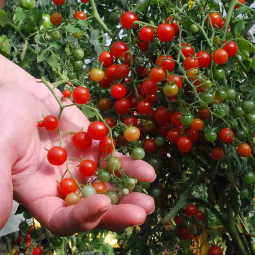 Organic Tomato Currant Red 75 Finest Seeds