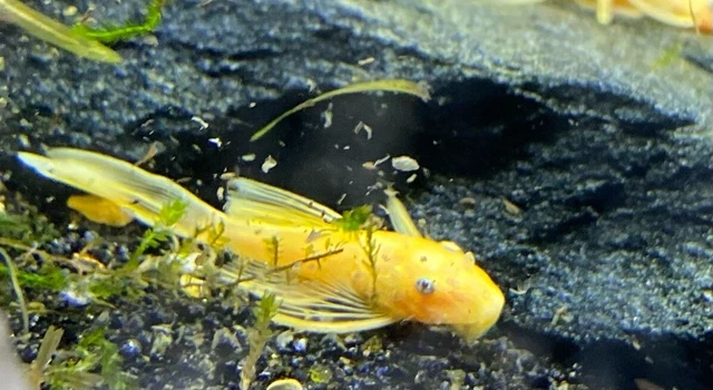 Longfin Blue Eye Lemon Bristlenose Pleco L144 Juvenile 1.5"-2" Aquarium Fish 2