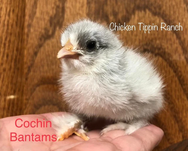 Lavender Cochin Bantam Chicken Fertilized Hatching Eggs 1/2 Dozen
