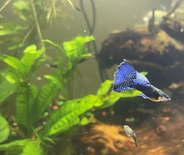 10+ Juvenile Purple Dragon Guppies 10+ Juvenile Purple Dragon Guppies