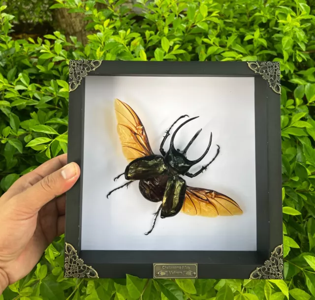 Real Giant Atlas Beetle Framed Taxidermy Insect Beetle Bug Artwork Decor