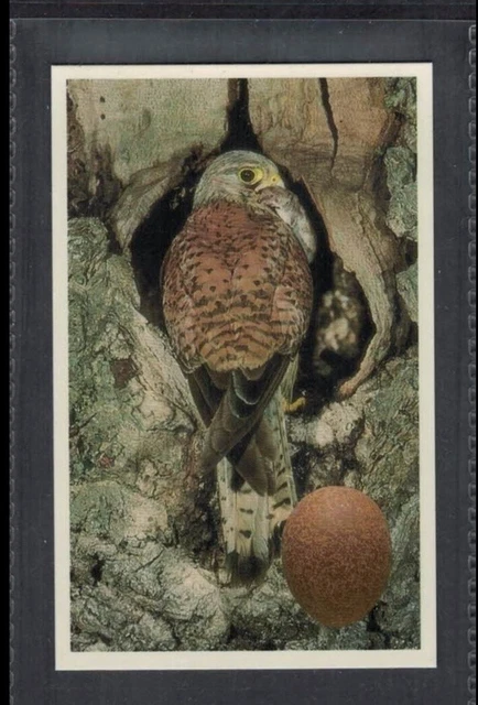 KESTREL - 25 + year old English Trade Card # 11