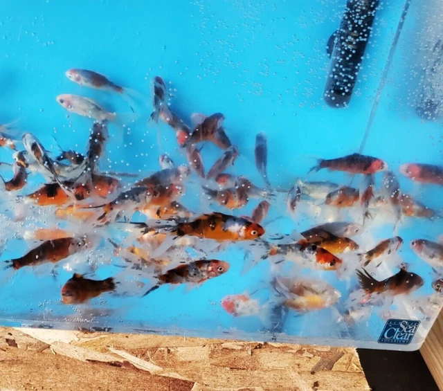 Live Shubunkin Goldfish 3-4 inch for fish tank, koi pond or aquarium