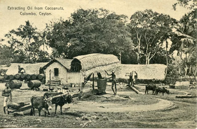 Cpa /  Postcard / Asie Asia / Colombo Ceylon / Extracting Oil From Cocoanuts