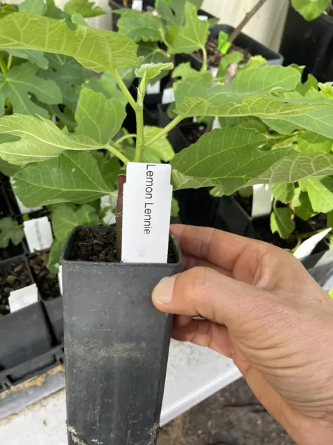 Lemon Lennie  fig plant