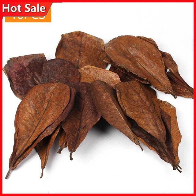 10 piezas accesorios decorativos de hoja fertilizantes de plantas naturales para paisajismo de acuarios