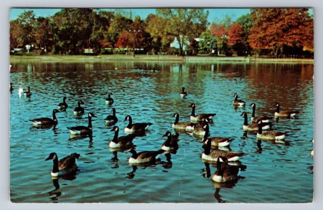 New Jersey Wild Duck Pond Saddle River County Park Ridgewood Geese Postcard