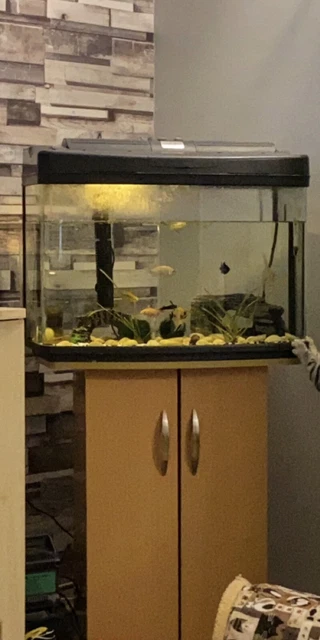 64 Litre Fish Tank & Fish