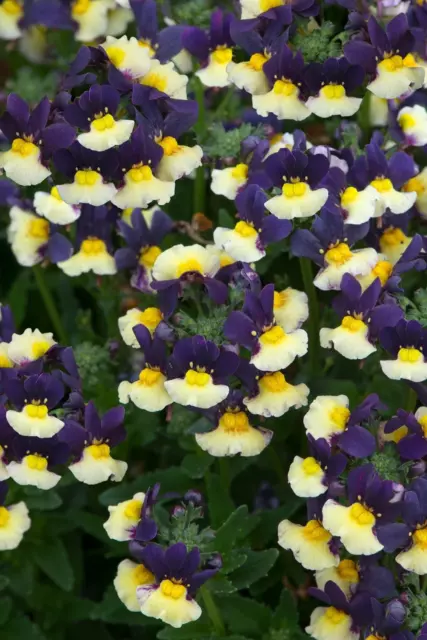 Nemesia Aroma Plums & Custard Summer Garden / Basket  Plug Plants Pack x6