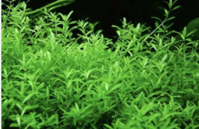 Pearl Weed | Live Aquarium Plant | 40 stems| Buy 2 Get 1 Free