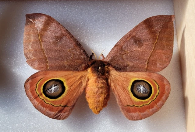 Automeris randa female A1 very rare 97mm UNIQUE!