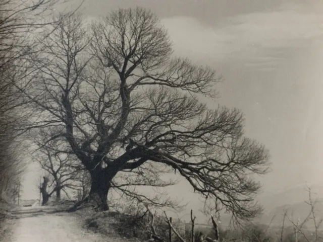 c1930 photographer ANONYMOUS TREE TREE CAMPAIGN silver print vintage FRANCE