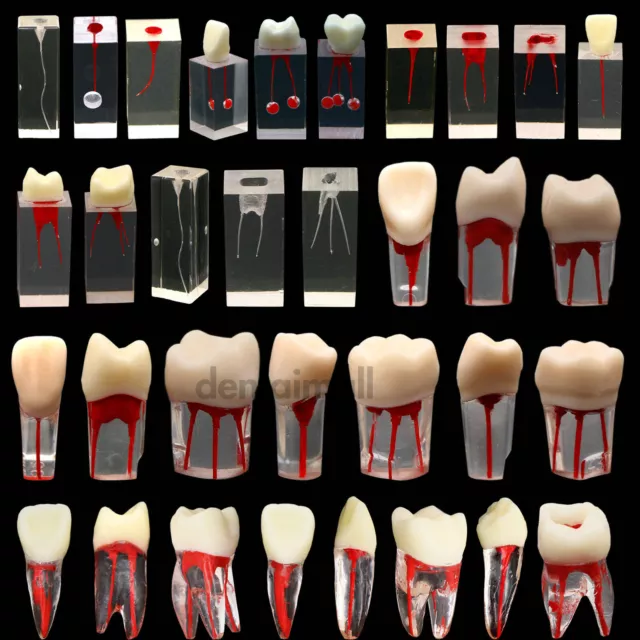 10Pcs Dental Root Canal Teeth Study Model Endodontic Rotary Files Practice Block