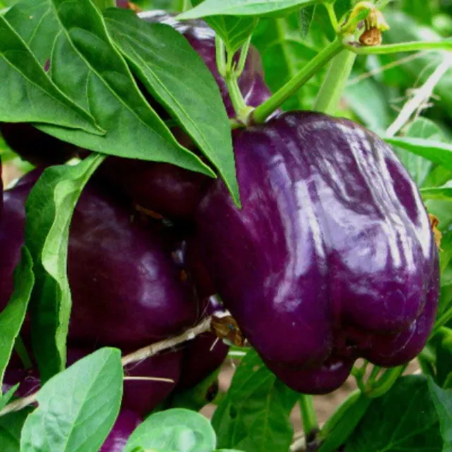 Purple Beauty Sweet Bell Pepper Seeds  - Heirloom Garden Vegetable Seeds Canada