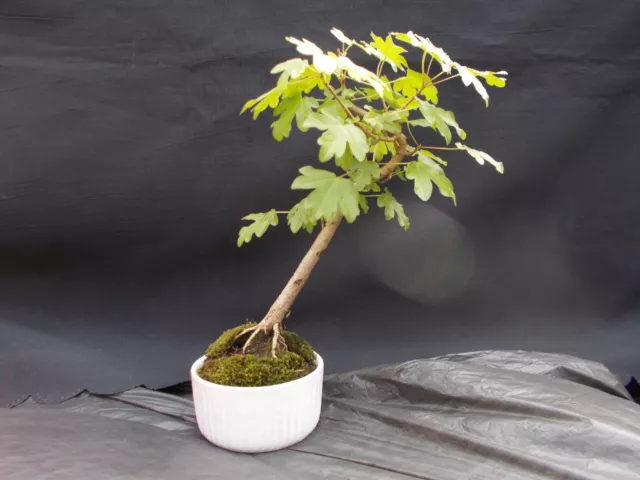 Bonsai Tree Field Maple