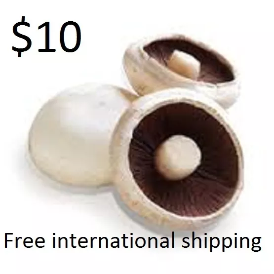 WHITE BUTTON MUSHROOM Agaricus bisporus Mycelium + 10.000 fresh seeds Spores $10