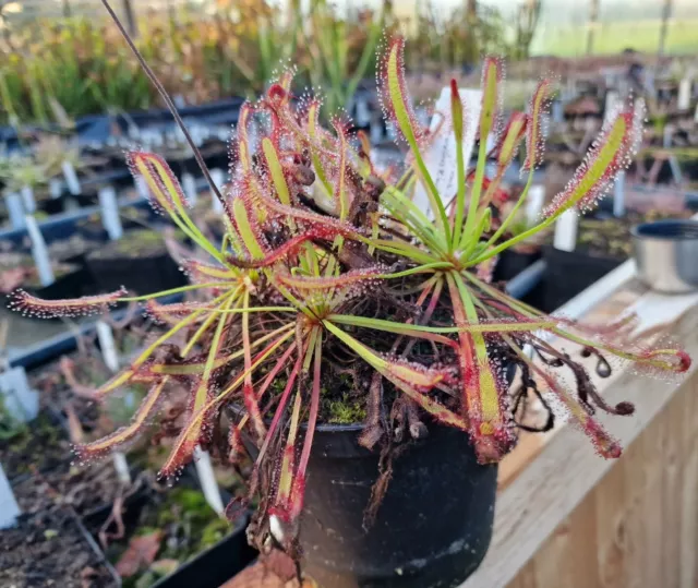 Drosera capensis "Theewaterkloof ",200 Samen,200 Seeds,fleischfressende Pflanzen