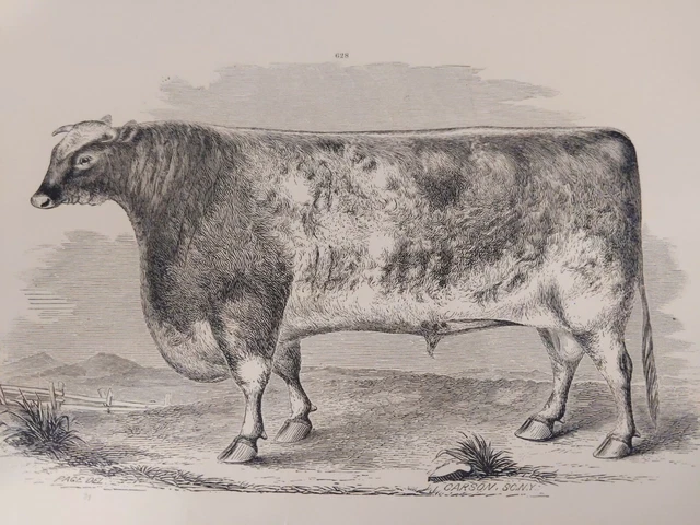 Two Original c. 1880 Cow Prints Weed Parsons Albany NY *Great Framed*
