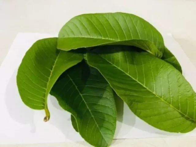 100 Organic Guava leaves fresh dried Hojas de Guayaba Guayabo Psidium Guajava