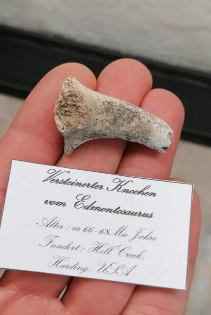 ⚒️Versteinerter Knochen vom Edmontosaurus /HellCreek,USA/ca 3,3x2,3x1,3cm