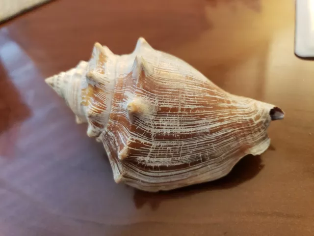 Strombus Alatus x Pugilis  98.5 mm Florida Fighting Conch, 1998 ⭐⭐⭐