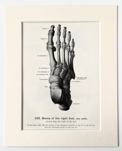 FOOT BONES - SKELETON - HUMAN ANATOMY - 1930s Mounted Print