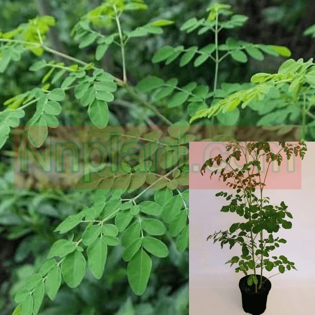 Moringa Horseradish Tree 1 Gallon Miracle Moringa Drumstick Tree Horseradish Veg