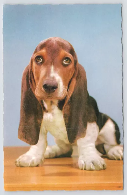 Animal~Basset Hound Dog Photo~The Paramount Line~Pawtucket RI~Vintage Postcard