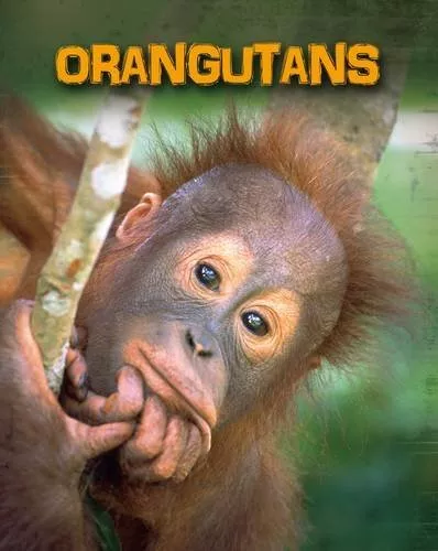 Orangutans (Infosearch: Living in the Wild: Primates) By Buffy S