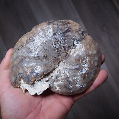 146mm 0.55Kg Ammonite Calcite Mineral Fossil Ammonite Late Cretaceous Coniacian