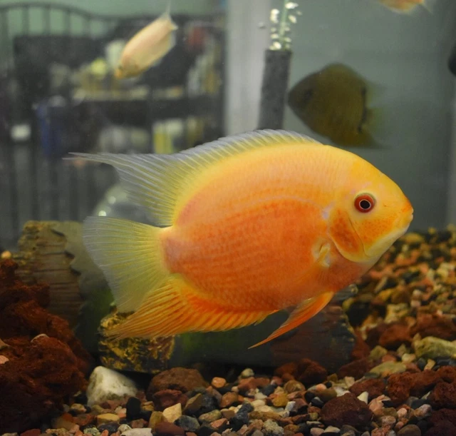 Live Gold Severum Cichlid (6" Tropical Freshwater Aquarium Fish)
