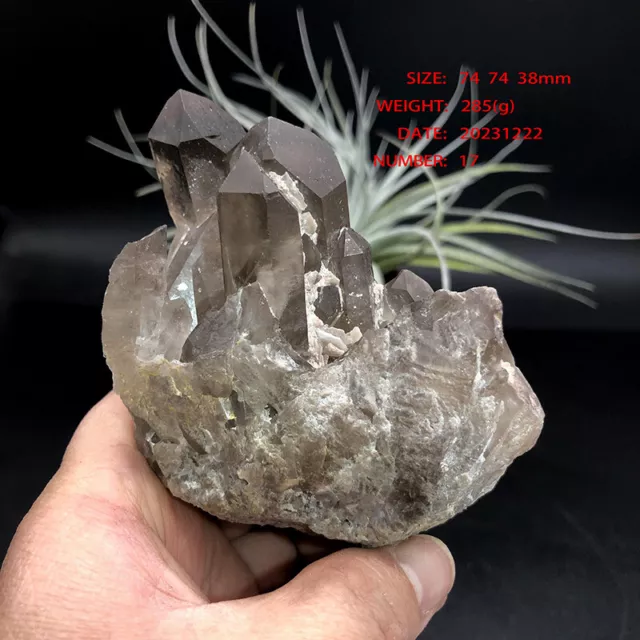 285g Natural Smoky Quartz  Cluster  Crystal Points  Raw stone original rock