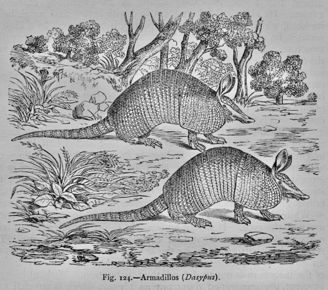 Mammalia THE ARMADILLOS Original Victorian Print by Figuier c1892