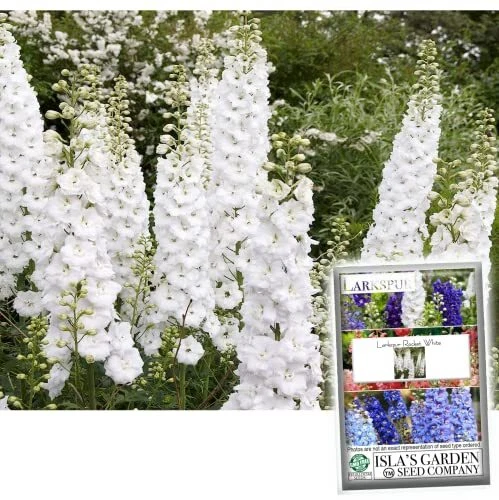 White Larkspur Rocket Flower Seeds for Planting, 250+ Seeds Per Packet