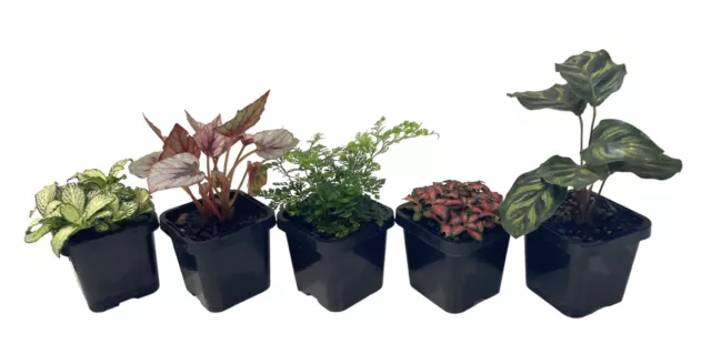 Terrarium Plants x 5 Bundle - 7cm Compact Pots - Assorted Species