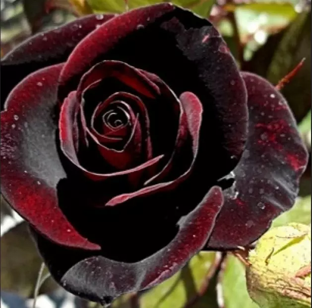 Rose Black Night Black Red velvet Blooms Hybrid Tea variety Bare Root